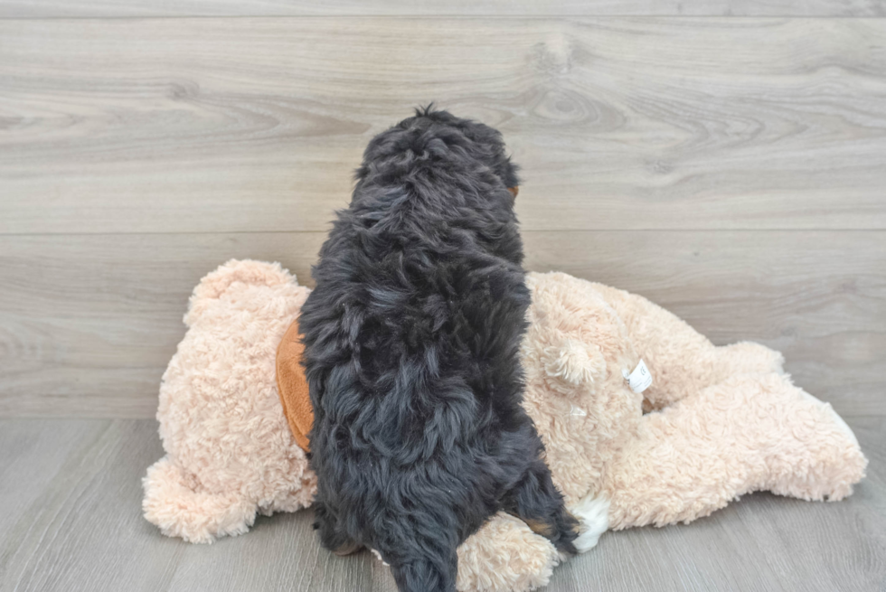 Best Mini Bernedoodle Baby