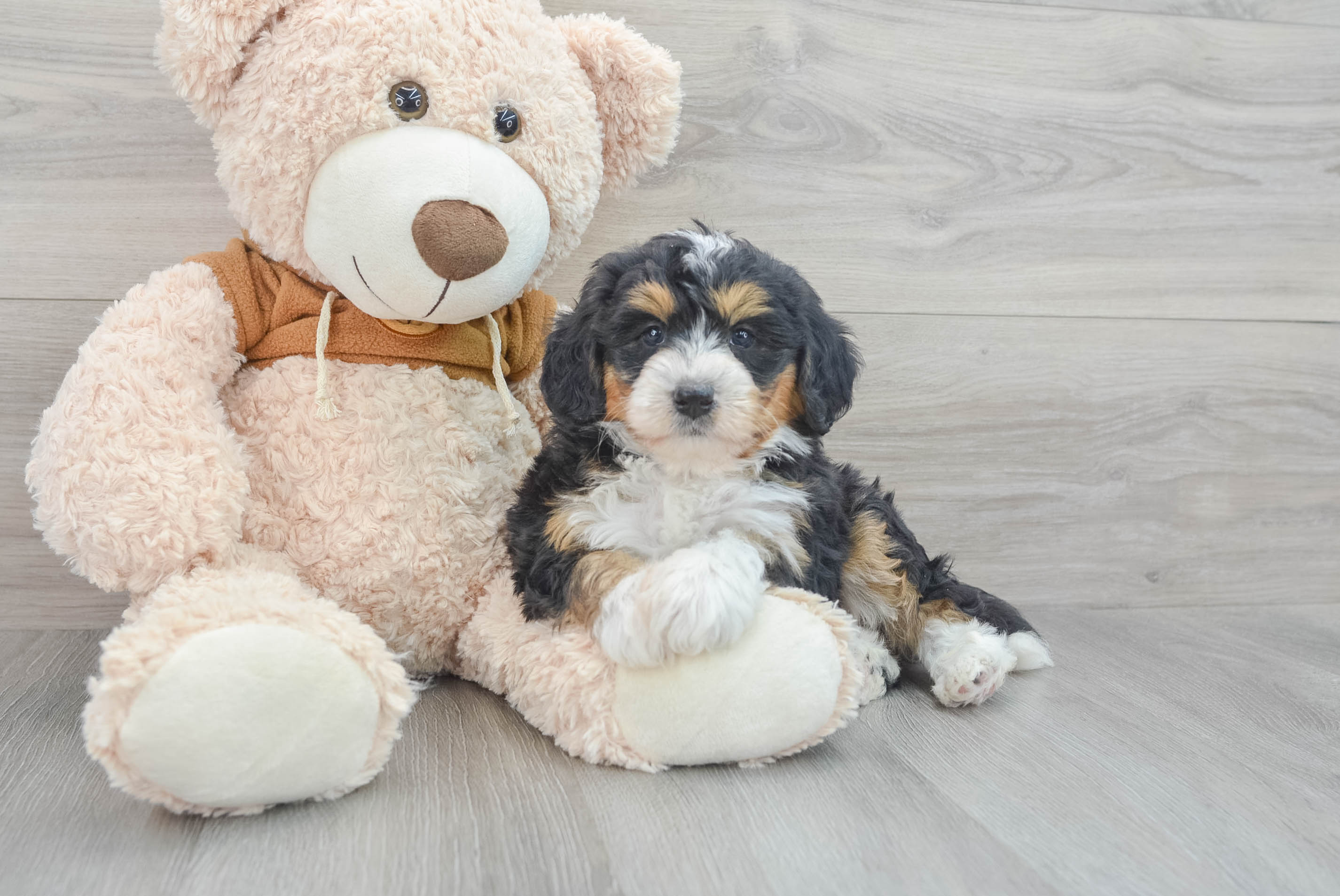Mini Bernedoodle Puppy for Adoption