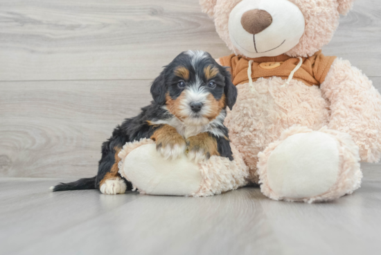 Petite Mini Bernedoodle Poodle Mix Pup