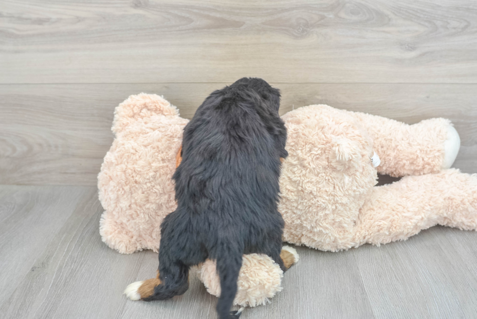 Best Mini Bernedoodle Baby