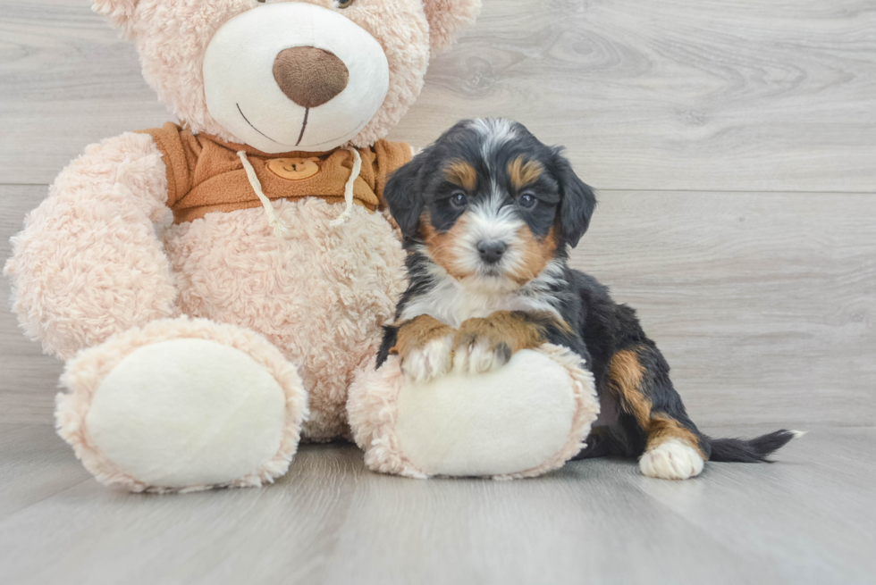 Small Mini Bernedoodle Baby