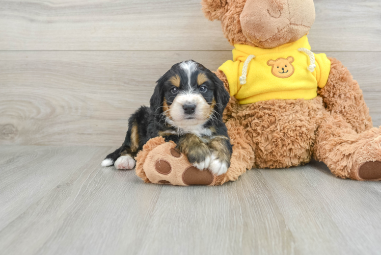 Mini Bernedoodle Pup Being Cute