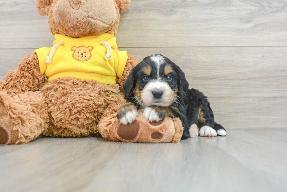 Friendly Mini Bernedoodle Baby