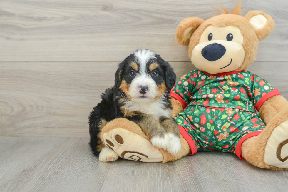 Best Mini Bernedoodle Baby