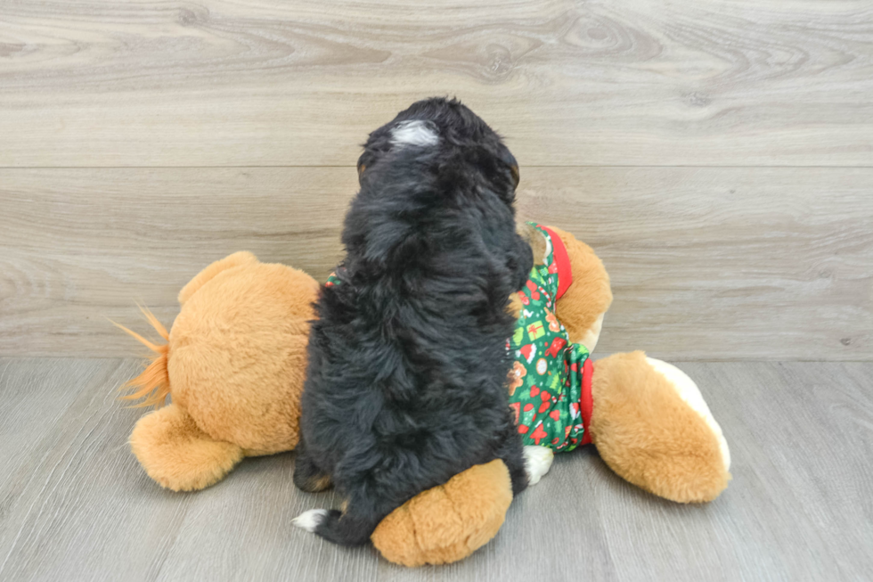 Mini Bernedoodle Pup Being Cute