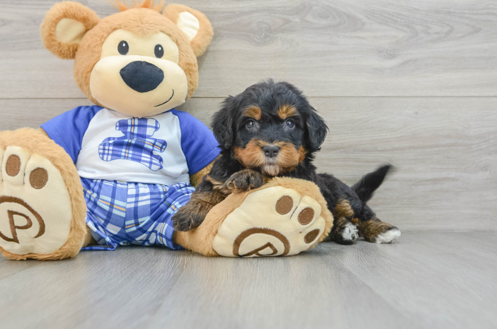 6 week old Mini Bernedoodle Puppy For Sale - Premier Pups