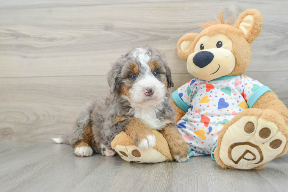 Adorable Mini Bernesedoodle Poodle Mix Puppy