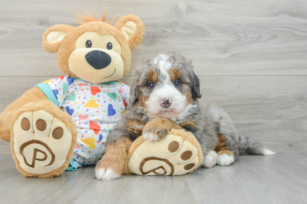 6 week old Mini Bernedoodle Puppy For Sale - Premier Pups