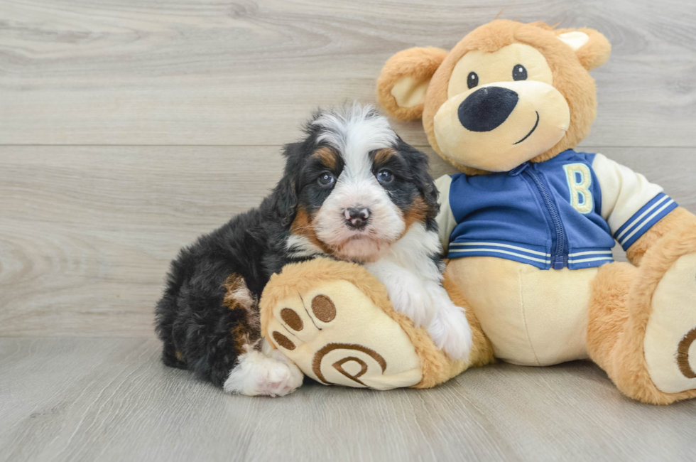 6 week old Mini Bernedoodle Puppy For Sale - Premier Pups