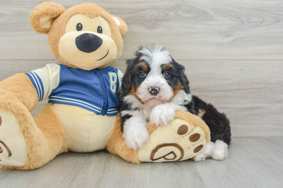 Happy Mini Bernedoodle Baby