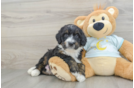 Best Mini Bernedoodle Baby