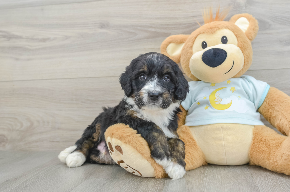 7 week old Mini Bernedoodle Puppy For Sale - Premier Pups