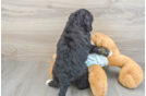 Mini Bernedoodle Pup Being Cute