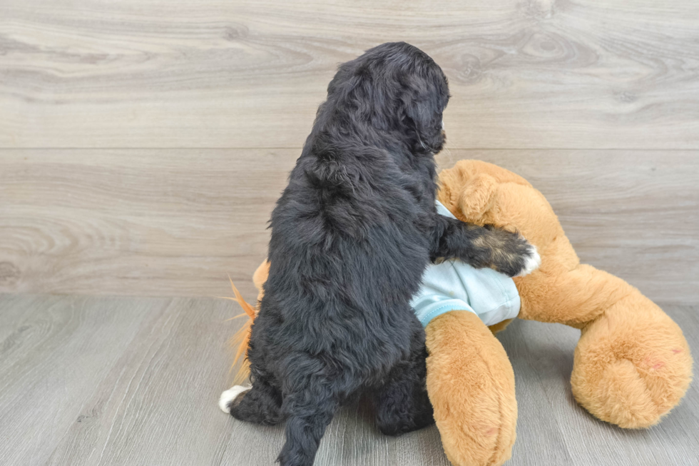 Mini Bernedoodle Pup Being Cute
