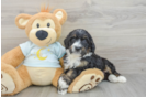 Best Mini Bernedoodle Baby