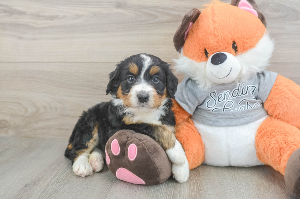 5 week old Mini Bernedoodle Puppy For Sale - Premier Pups