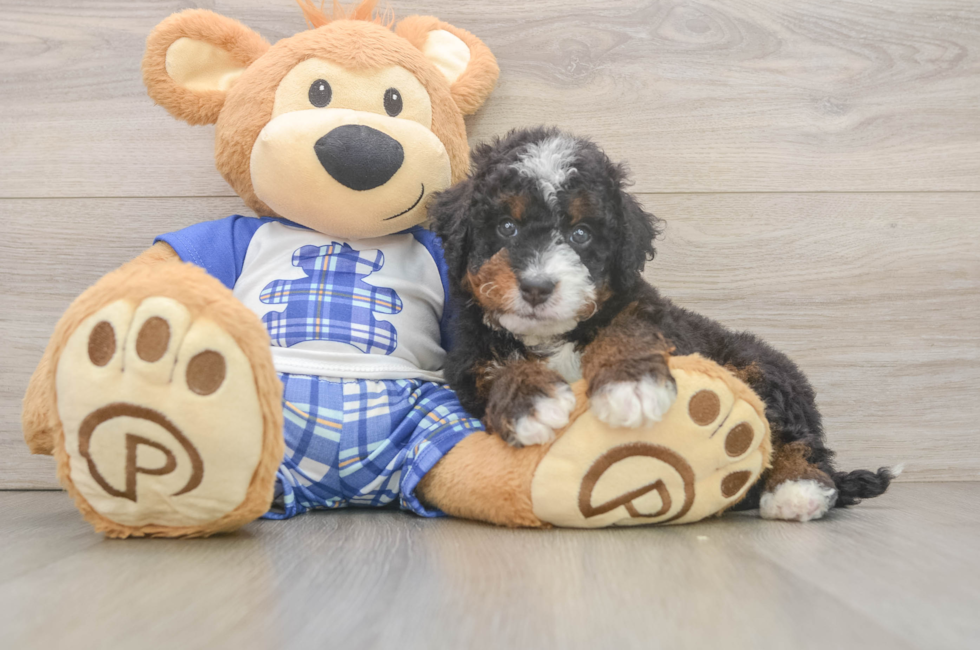 6 week old Mini Bernedoodle Puppy For Sale - Premier Pups
