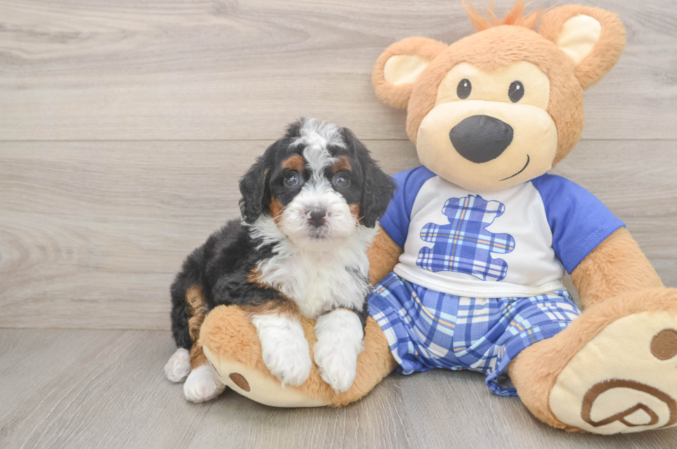 5 week old Mini Bernedoodle Puppy For Sale - Premier Pups