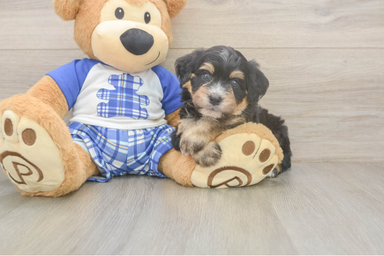 Popular Mini Bernedoodle Poodle Mix Pup