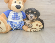 5 week old Mini Bernedoodle Puppy For Sale - Premier Pups