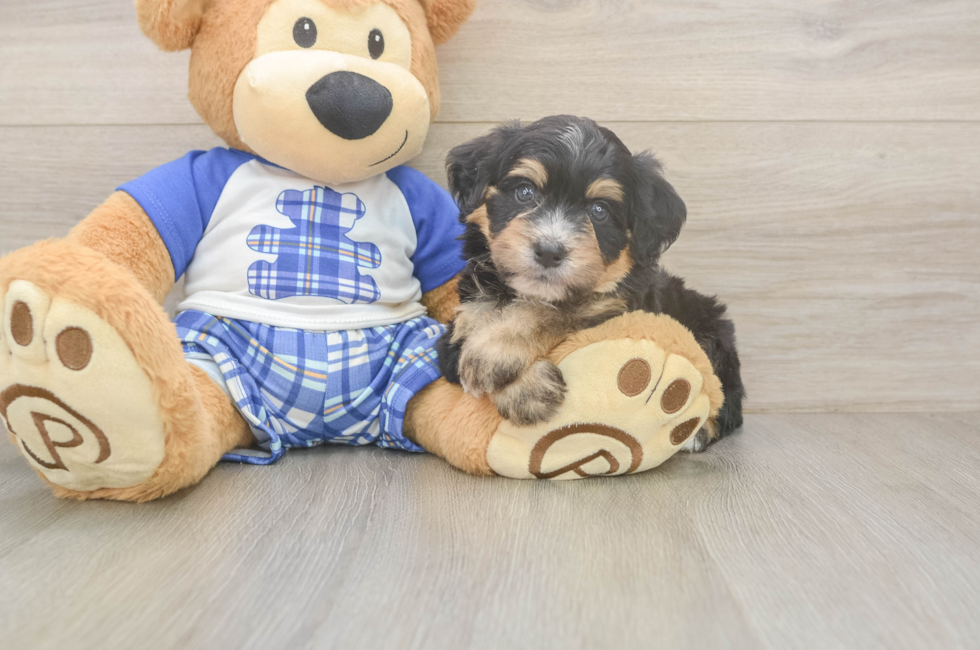 5 week old Mini Bernedoodle Puppy For Sale - Premier Pups