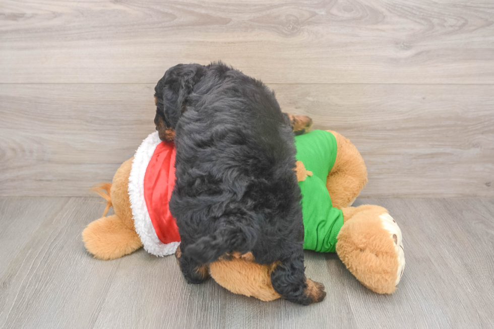 Popular Mini Bernedoodle Poodle Mix Pup
