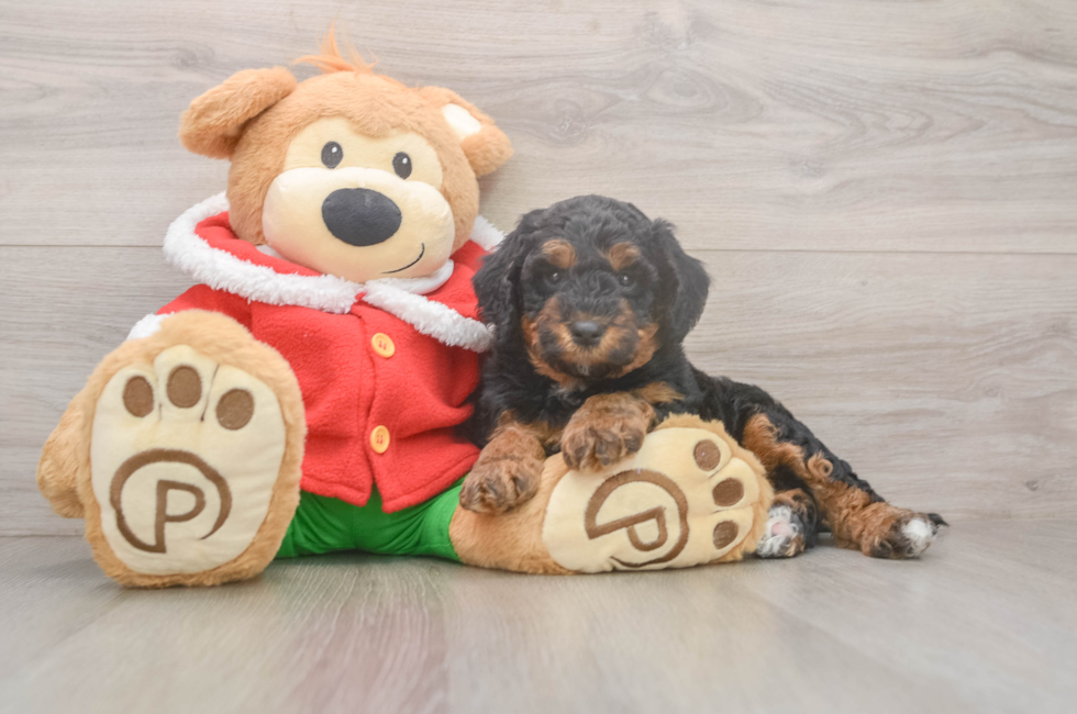6 week old Mini Bernedoodle Puppy For Sale - Premier Pups