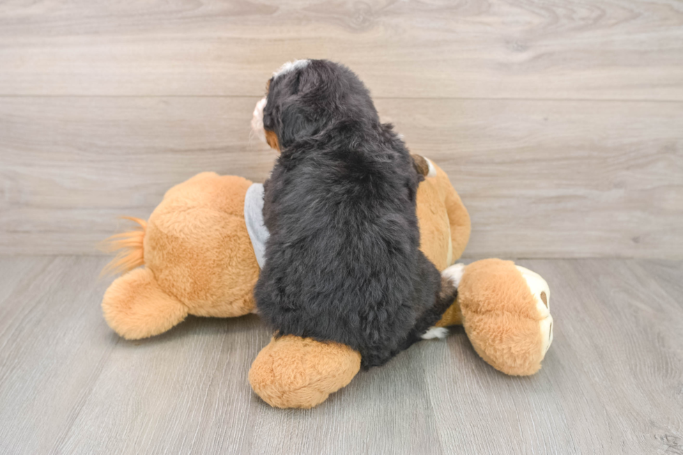 Hypoallergenic Mini Berniedoodle Poodle Mix Puppy