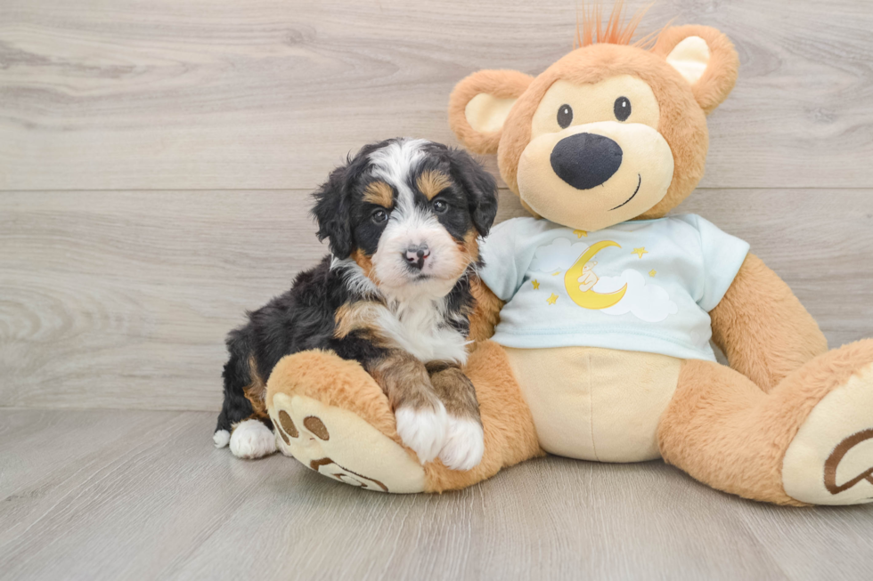 Mini Bernedoodle Puppy for Adoption