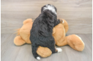 Mini Bernedoodle Pup Being Cute