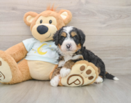 7 week old Mini Bernedoodle Puppy For Sale - Premier Pups