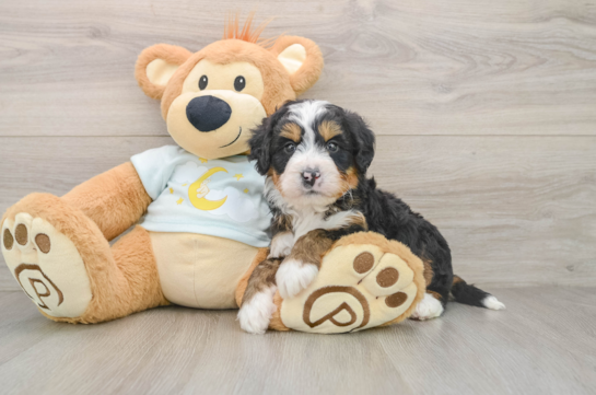 Petite Mini Bernedoodle Poodle Mix Pup