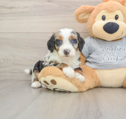 7 week old Mini Bernedoodle Puppy For Sale - Premier Pups