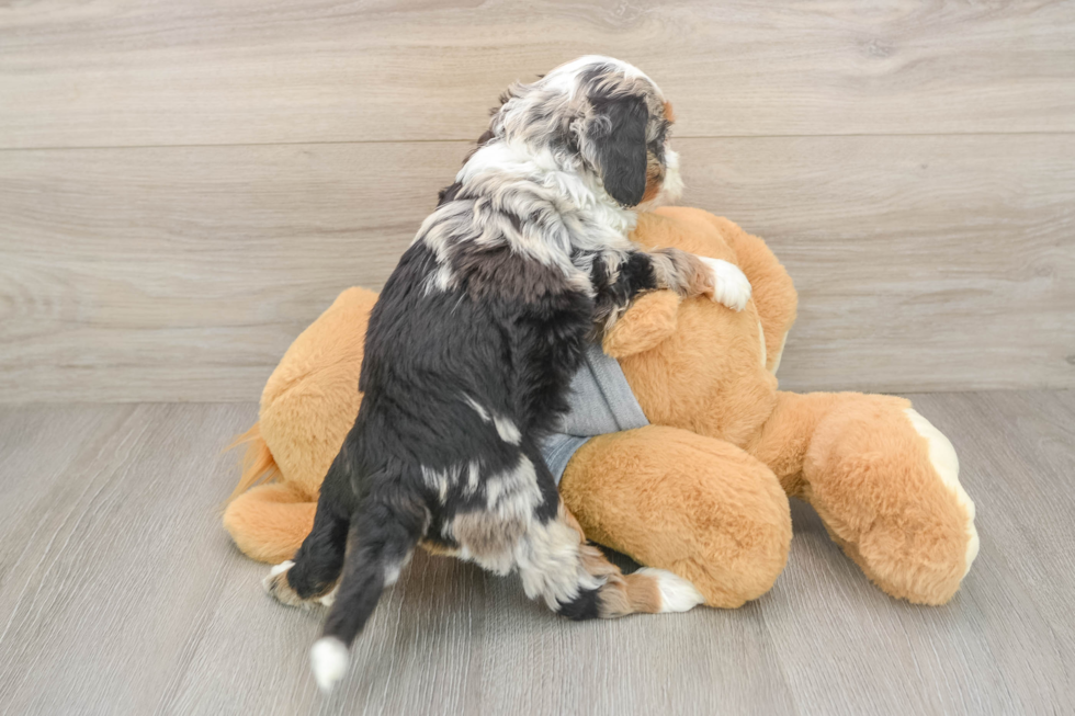 Little Mini Bernesedoodle Poodle Mix Puppy