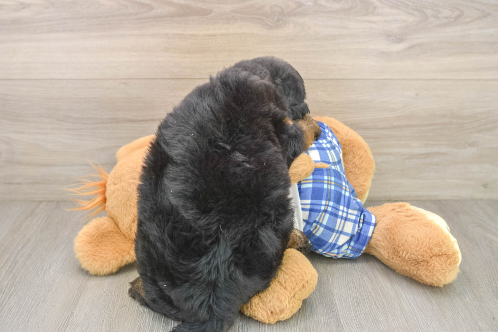 Mini Bernedoodle Pup Being Cute