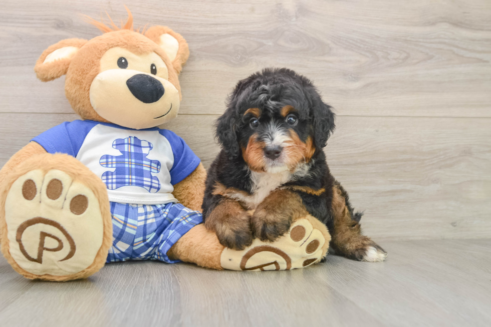 Mini Bernedoodle Puppy for Adoption