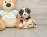 5 week old Mini Bernedoodle Puppy For Sale - Premier Pups