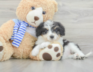 9 week old Mini Bernedoodle Puppy For Sale - Premier Pups