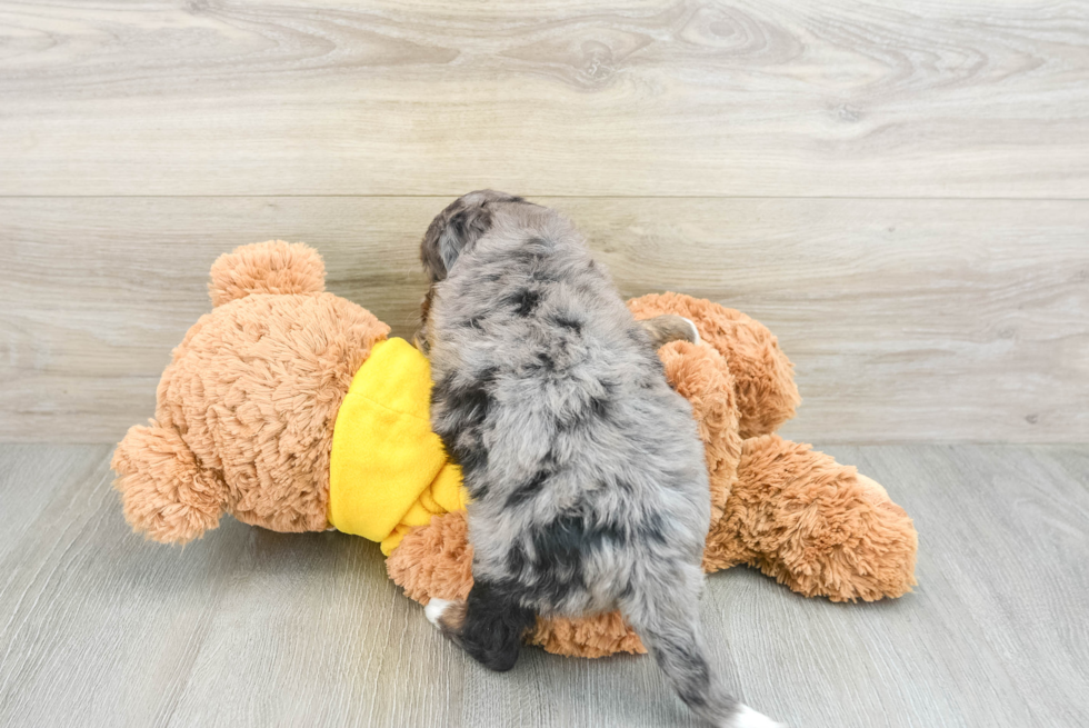 Adorable Mini Bernesedoodle Poodle Mix Puppy