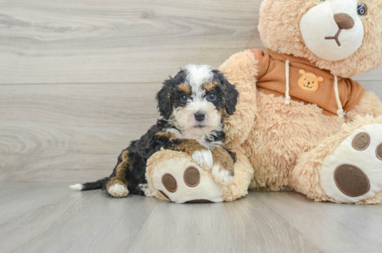 Little Mini Bernadoodle Poodle Mix Puppy