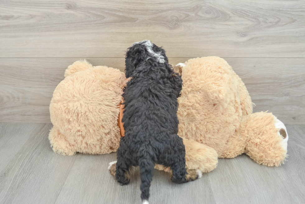 Funny Mini Bernedoodle Poodle Mix Pup