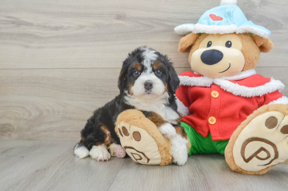 Best Mini Bernedoodle Baby