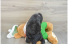 Mini Bernedoodle Puppy for Adoption