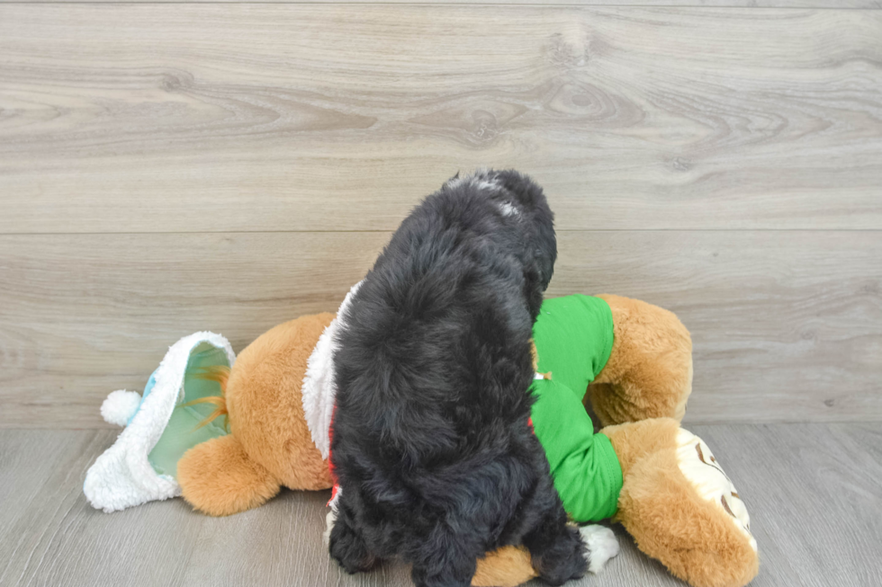 Mini Bernedoodle Puppy for Adoption