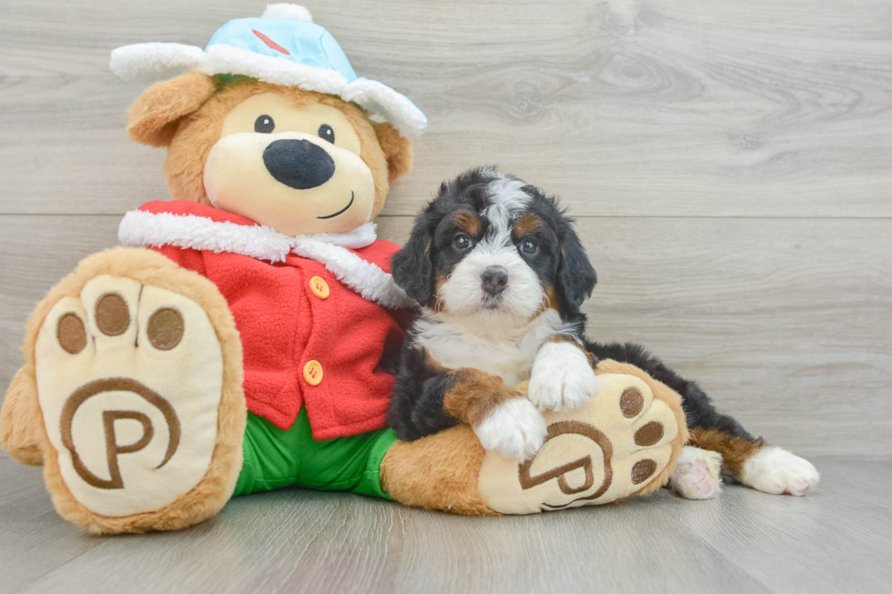 Friendly Mini Bernedoodle Baby