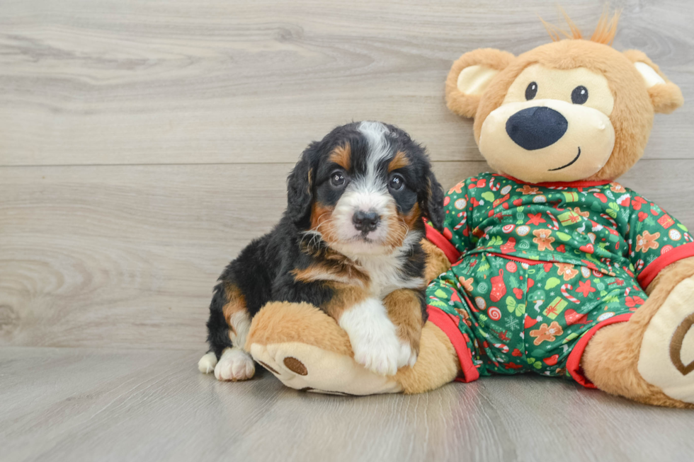 Sweet Mini Bernedoodle Baby