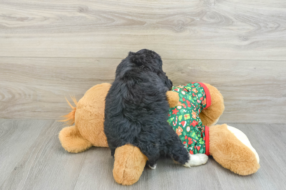 Happy Mini Bernedoodle Baby