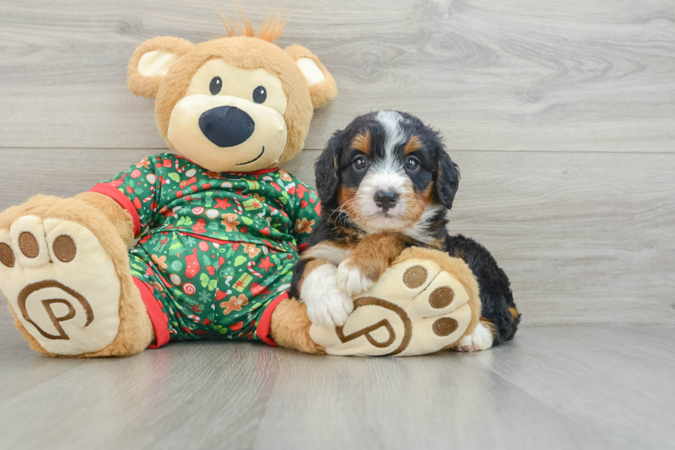 Happy Mini Bernedoodle Baby