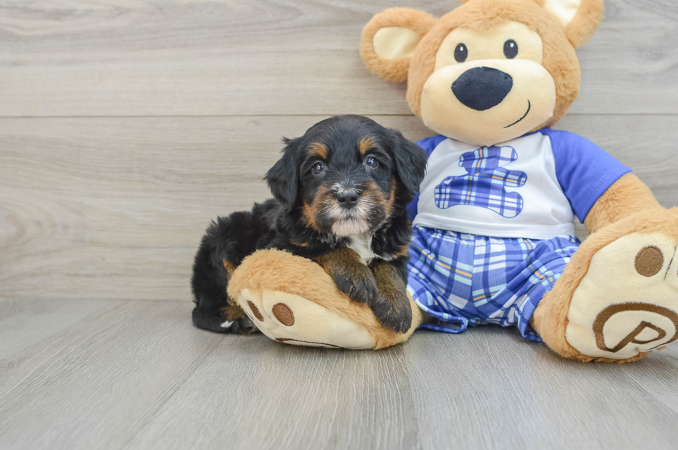 6 week old Mini Bernedoodle Puppy For Sale - Premier Pups