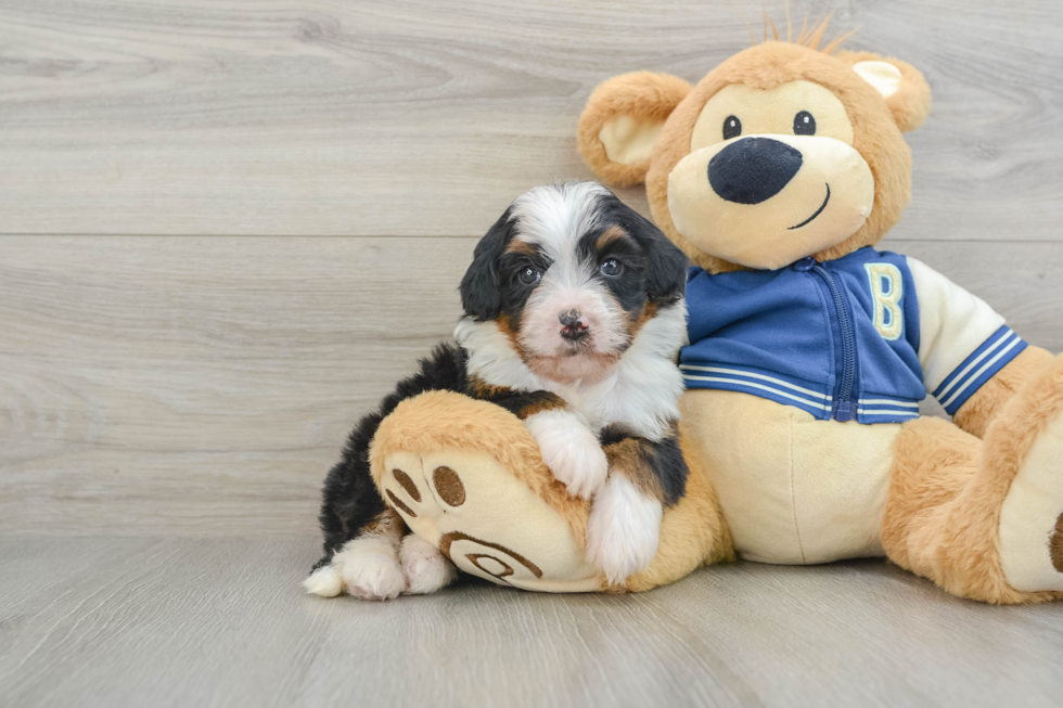 Smart Mini Bernedoodle Poodle Mix Pup